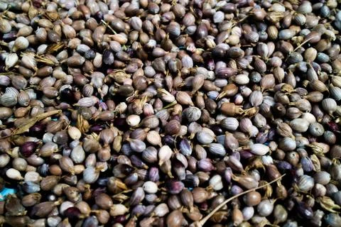 Dried beans in the background color. Stock Photos