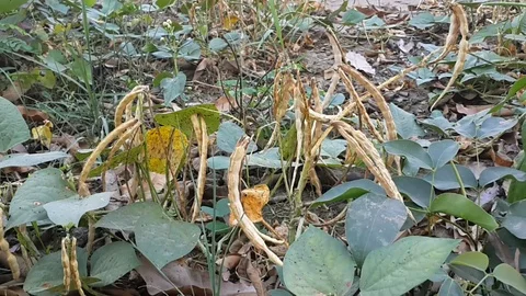 Dried Beans in a Field  co Video stock 116624673