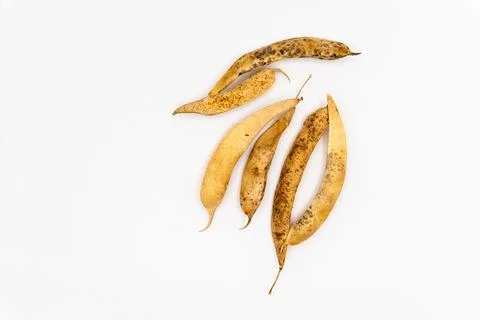 Dried beans isolated on white background. bean pods Stock Photos