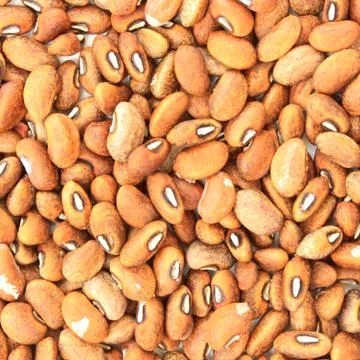 Dried beans. Stock Photos