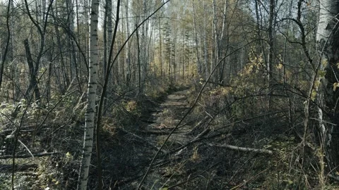 The dried-up bed of a mountain forest river, severe drought and lack of water. Stock Footage 317820392