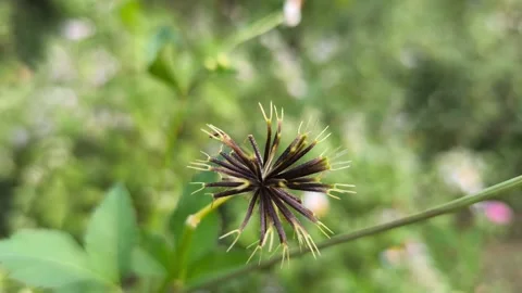 Dried Beggarticks Seed Head Macro Stock Footage 340851690