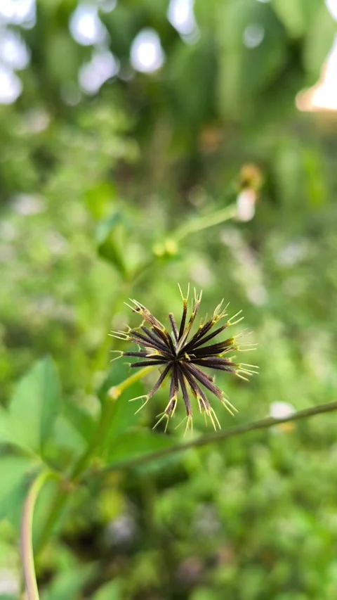 Dried Beggarticks Seed Head Macro Stock Footage 340851699