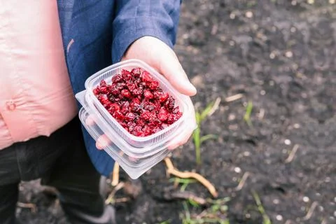 Dried berries in a box. A man in a jacket shows a product grown on a farm. Na Stock Photos