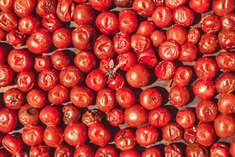 Dried berries dry in the sun Stock Photos