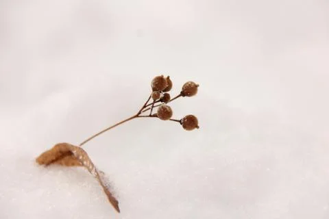 Dried berries of a tree with a leaf in the snow. Place for text. Stock Photos
