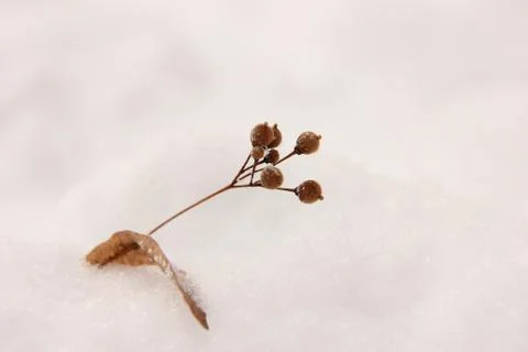 Dried berries of a tree with a leaf in the snow. Place for text. Stock Photos