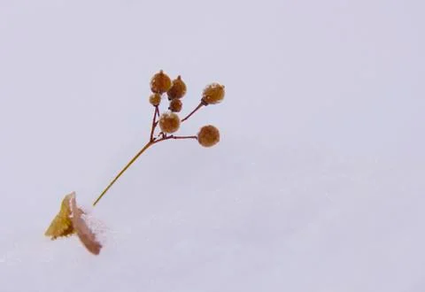 Dried berries of a tree with a leaf in the snow. Place for text. Stock Photos