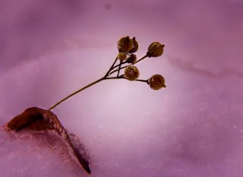 Dried berries of a tree with a leaf in the snow. Place for text. Stock Photos