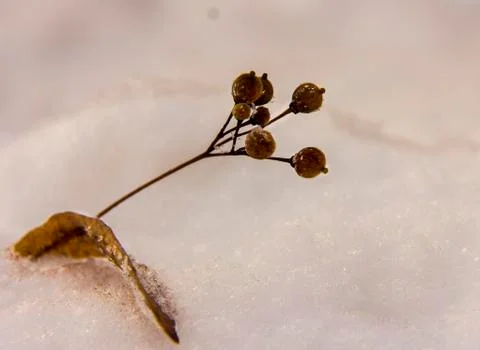 Dried berries of a tree with a leaf in the snow. Place for text. Stock Photos