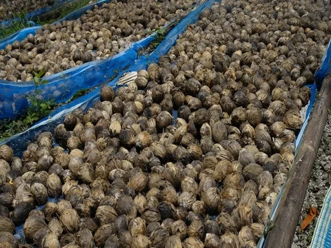 Dried betel nut on the floor Stock Footage 77430565
