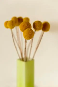 Dried Billy Buttons in Green Rectangular Vase Stock Photos