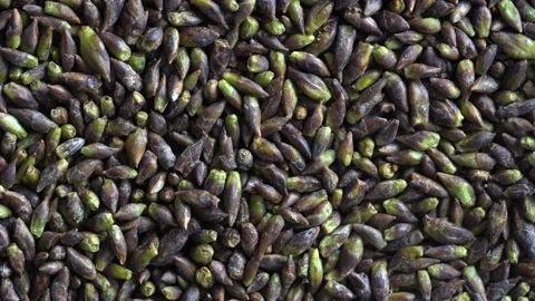 Dried birch buds background, close up, top view, rotate Stock Footage 155682140