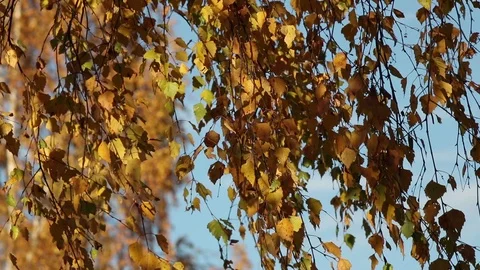 Dried birch leaves on the wind 動画素材 103950508