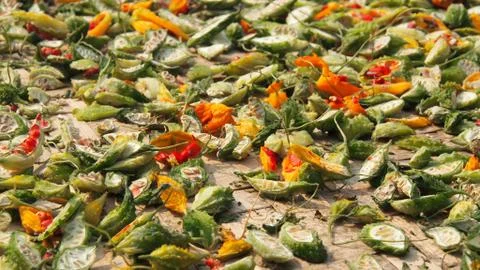 Dried bitter cucumber. Stock Photos