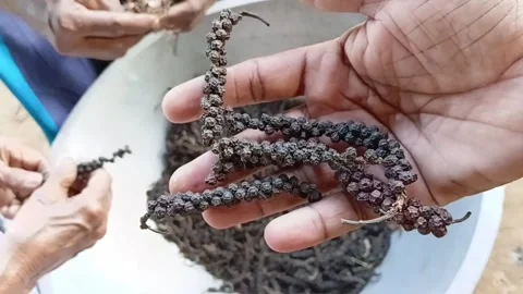Dried Black Pepper Hand Holding Peppercorns Vídeo Stock 339251163