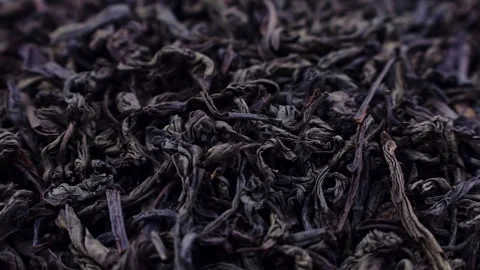 Dried black ted leaves falling down close up Stock Footage 244302248