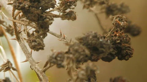 Dried blackberries branches Stock Footage 125475