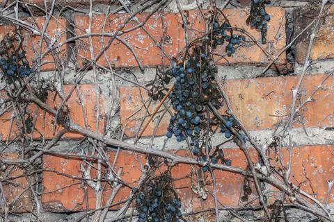 Dried Blue Grapes Hanging on a Leafless Vine in Winter Stock Photos