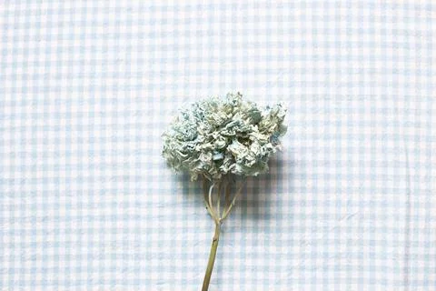 Dried blue hydrangea flower on light blue check pattern fabric background.... Foto stock