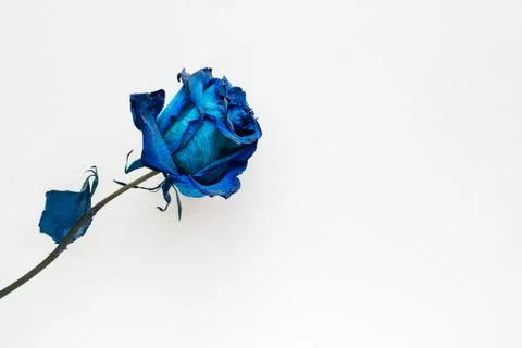 Dried blue rose Stock Photos