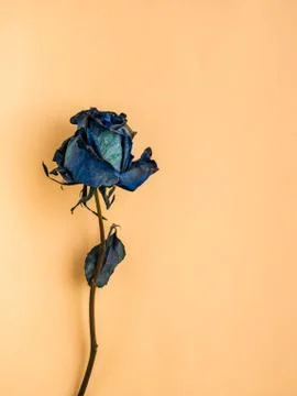 Dried blue rose Stock Photos