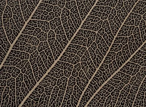 Dried Bodhi leaf on black background Stock Photos