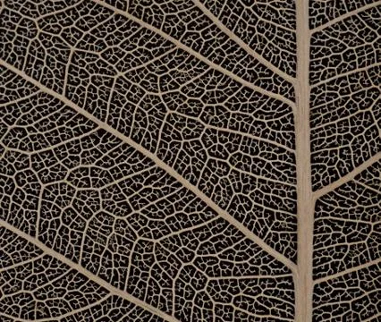Dried Bodhi leaf on black background Stock Photos