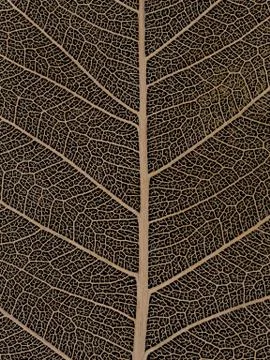 Dried Bodhi leaf on black background Stock Photos