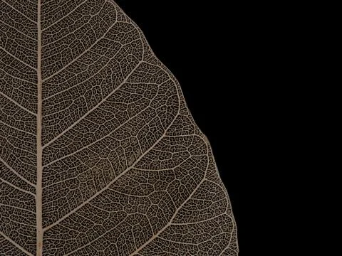 Dried Bodhi leaf on black background Stock Photos