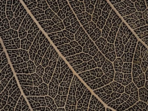 Dried Bodhi leaf on black background Stock Photos