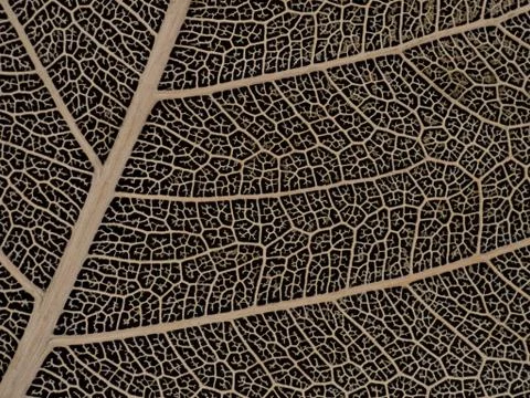 Dried Bodhi leaf on black background Stock Photos
