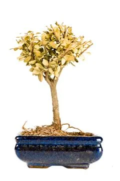 Dried up bonsai tree Stock Photos