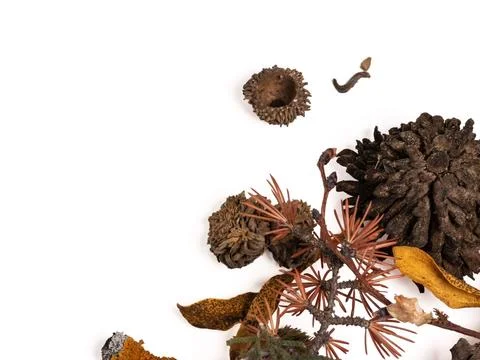 Dried botanical composition with seed pod leaf and branch isolated on white.. Stock Photos