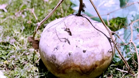Dried Bottle Gourd Shell Displaying Natural Texture Stock Footage 339536514