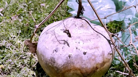 Dried Bottle Gourd Shell Displaying Natural Texture 動画素材 339536569