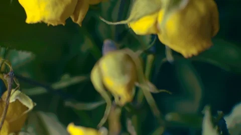 Dried bouquet of rose Stock Footage 86413655