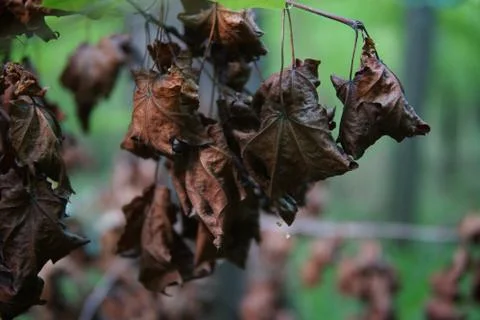 The dried up branch close-up Stock Photos