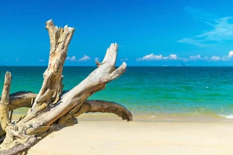 Dried branch with old bark under sunlight on abandoned beach near sea Stock Photos