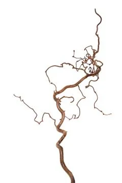 Dried branch 写真素材