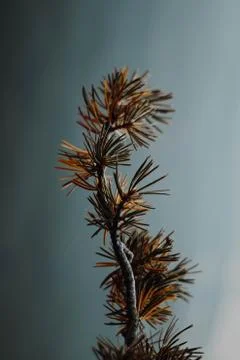 Dried branch of a pine tree with blue background 스톡 사진