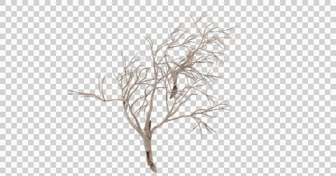 Dried branch studio shot  isolated textured brown Foto stock