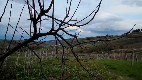 Dried branch on a vineyard background on a windy day in Italy, in Abruzzo Stock Footage 99102663