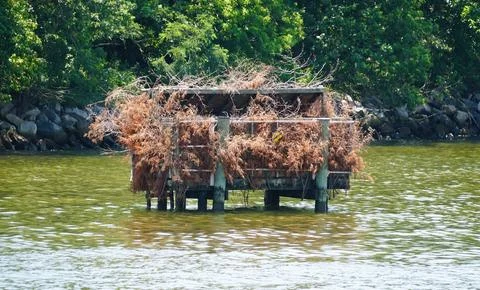 Dried branches and foliage create a natural shelter for ducks on a small pl.. Stock Photos