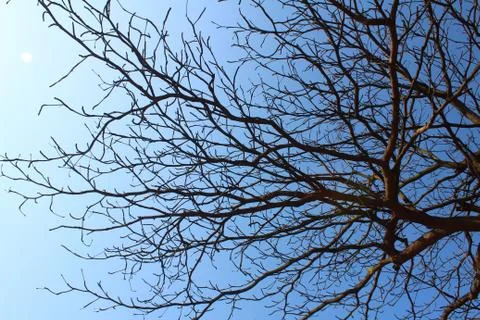 Dried branches and sky Stock Photos