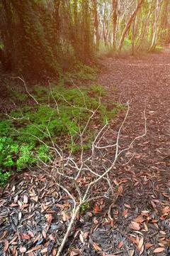 Dried branches and trunks of trees Stock Photos