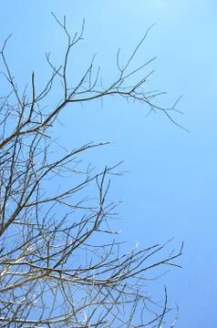Dried branches on a big tree 写真素材