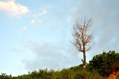Dried branches on a big tree Фото