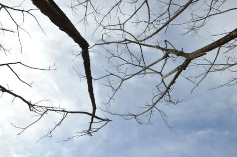 Dried branches on a big tree 库存照片