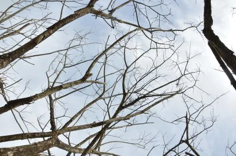 Dried branches on a big tree Stock Photos